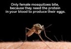 Mosquito Repellent Cream